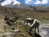 hemis-national-park3