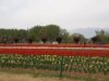 indira-gandhi-tulip-garden